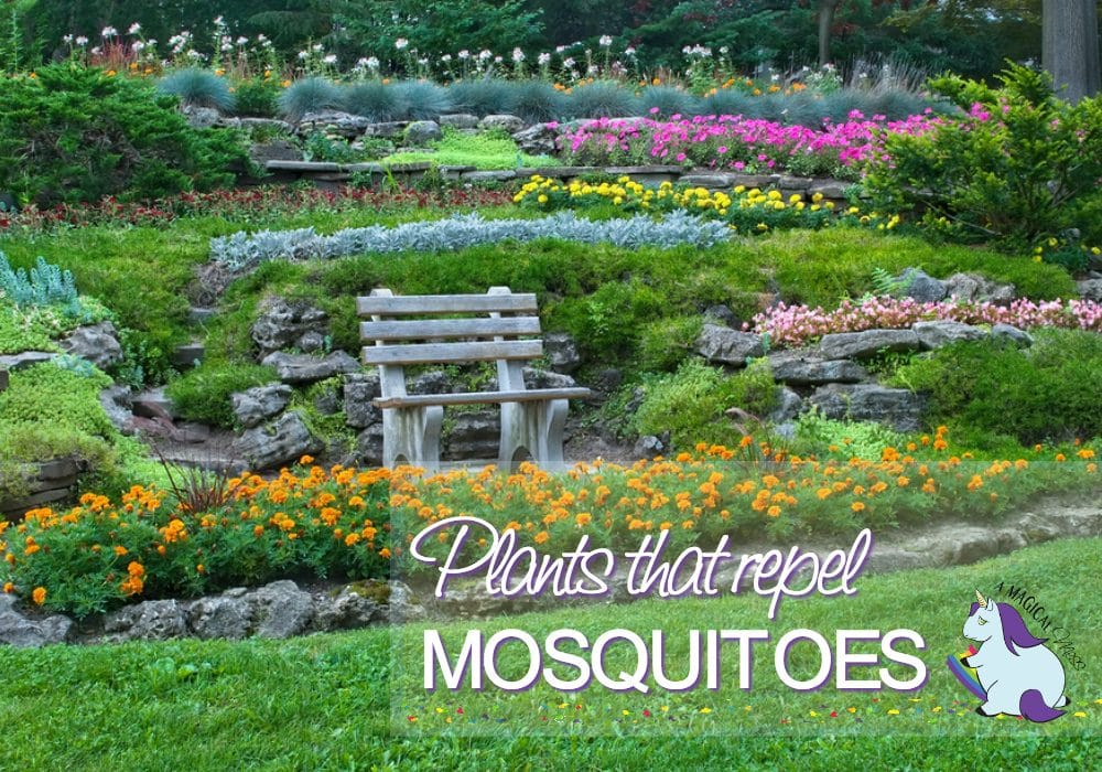 17 Plants that Repel Mosquitoes while Beautifying your Yard