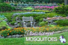 17 Plants that Repel Mosquitoes while Beautifying your Yard