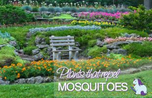 17 Plants that Repel Mosquitoes while Beautifying your Yard