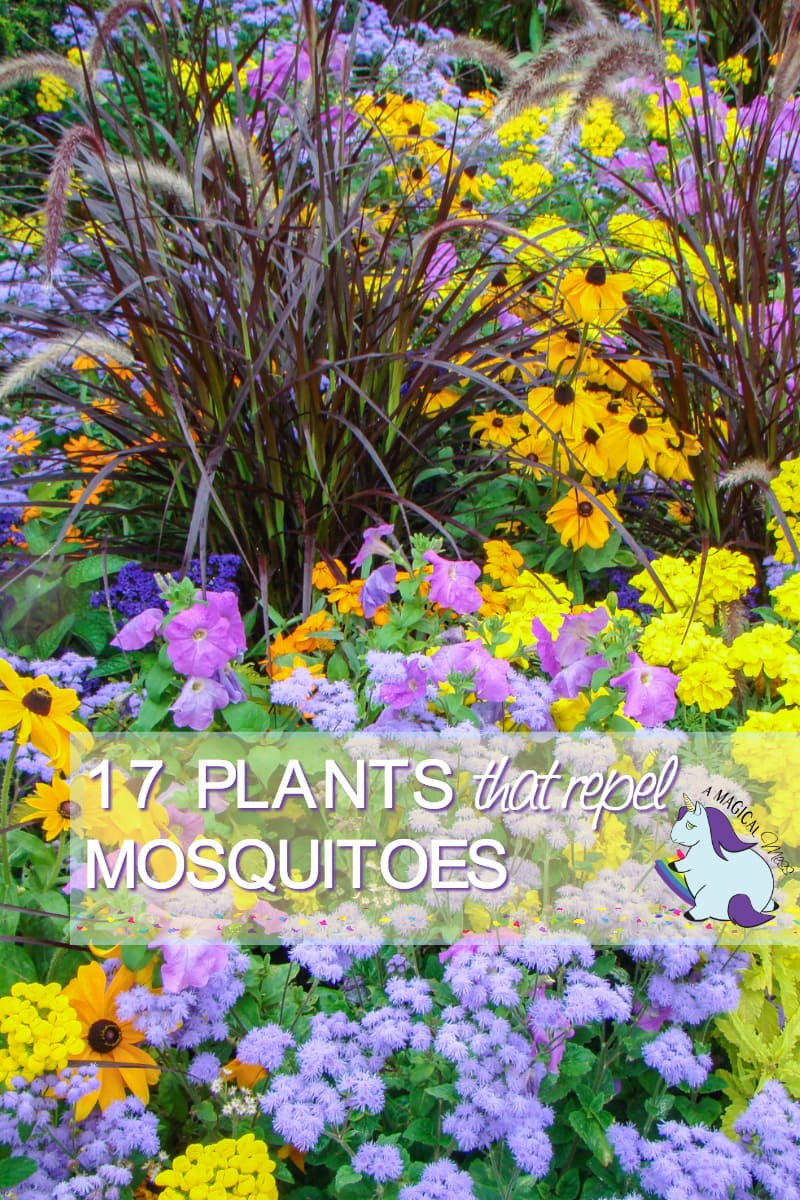 17 Plants that Repel Mosquitoes while Beautifying your Yard