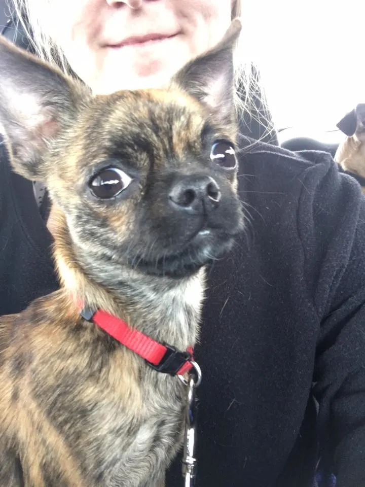 Cute little brindle dog riding in the car.