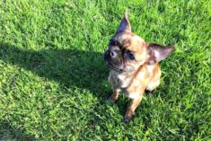 Our New Chihuahua Pug Mix Adoption, Bea
