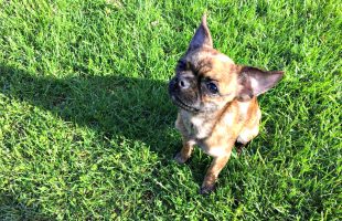 Our New Chihuahua Pug Mix Adoption, Bea