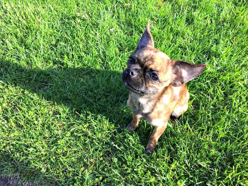 Little Chihuahua Pug Mix Adoption, Bea, looking up while sitting in the grass. 