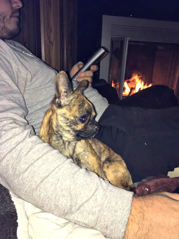 Tiny chihuahua pug mix dog sitting on couch with a man in front of fireplace.