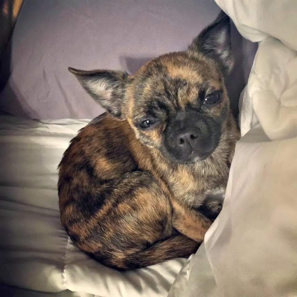 Little dog who is thought to be a pug chihuahua mix curled up in bed. 