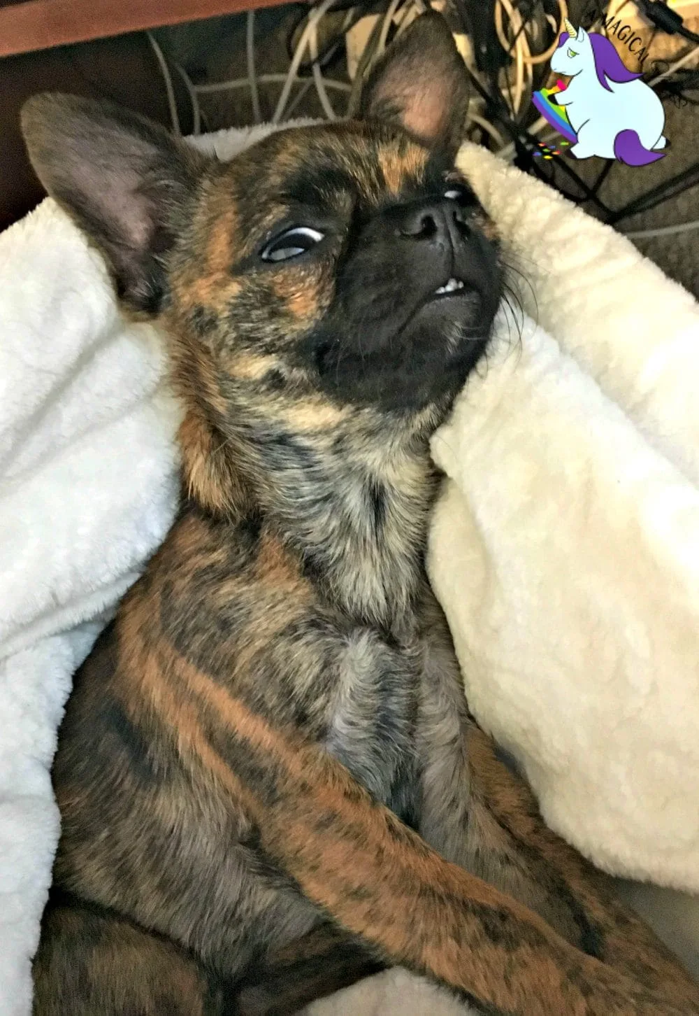 Our New Chihuahua Pug Mix Adoption, Bea