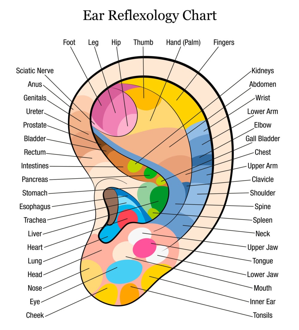 Ear reflexology chart.