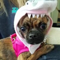 Bea with a Shark hat on