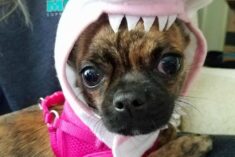 Bea with a Shark hat on