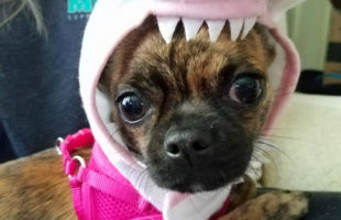 Bea with a Shark hat on