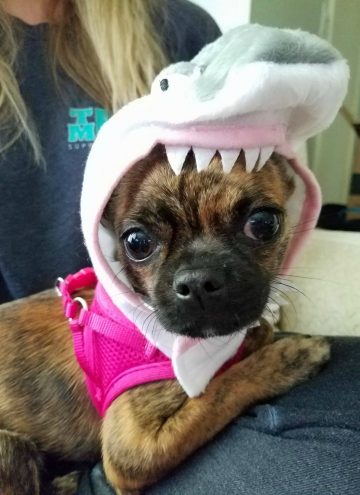 Bea with a Shark hat on
