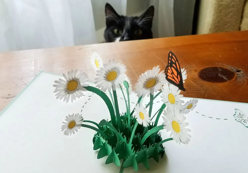 Cat looking at a 3d card on a table.