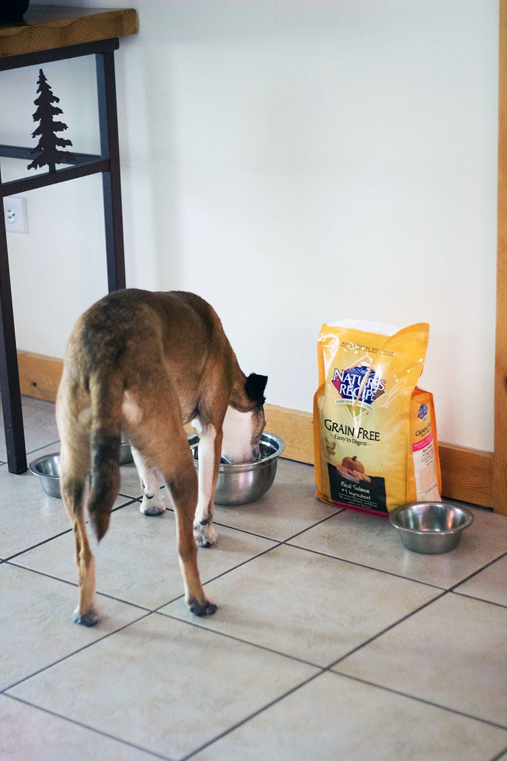 Easy to Find Healthy Dog Foods for Multiple Dogs