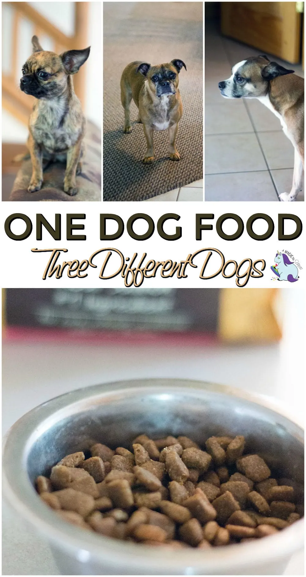 Easy to Find Healthy Dog Foods for Multiple Dogs