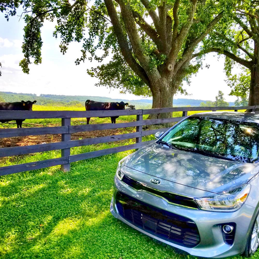 Kia Rio in front of cows and greenery. 