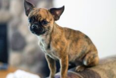 Little Bea applehead chiuhuahua