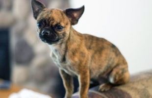 Little Bea applehead chiuhuahua