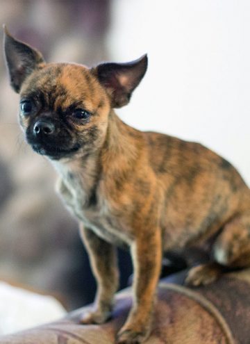 Easy to Find Wholesome Dog Foods for Multiple Dogs