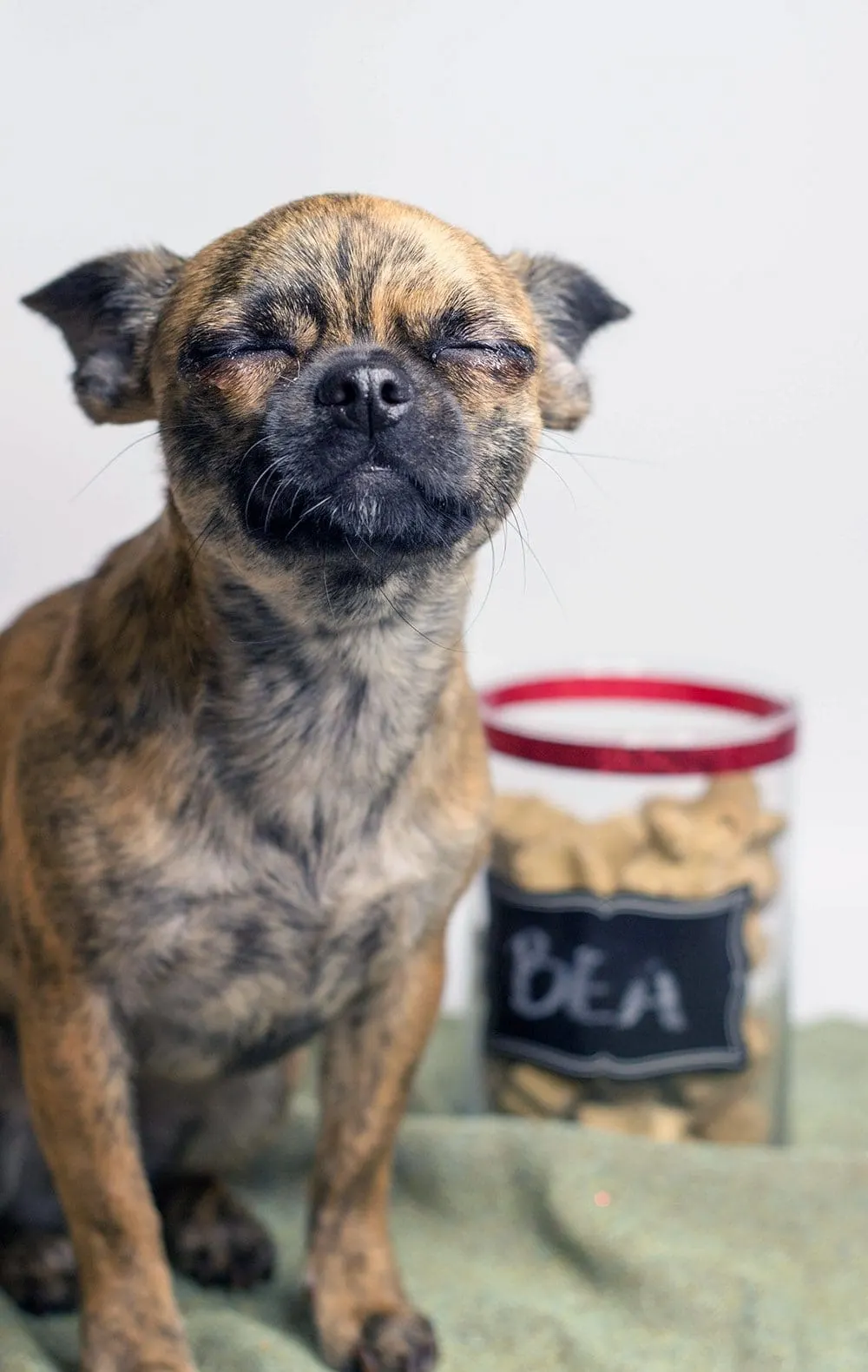 Little Bits next to her dog treats jar. 