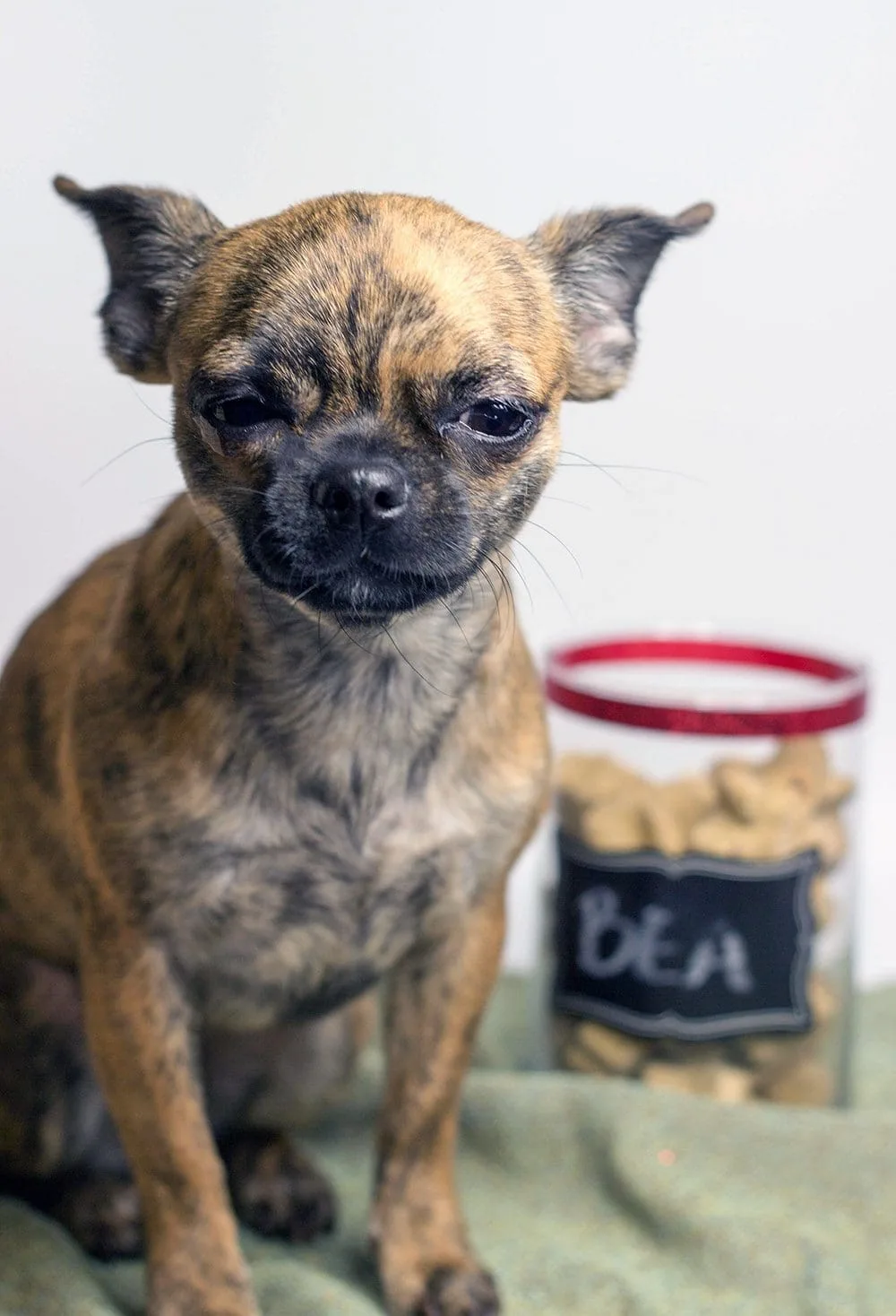 Bea sitting by her dog treat jar. 