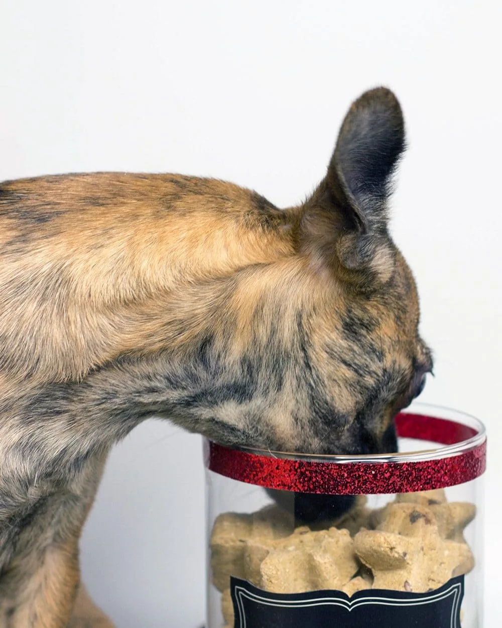 Little Bits grabbing a treat from her jar. 