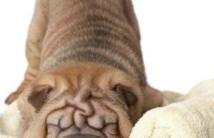 Gifts for People who Can't Sleep - Giveaway