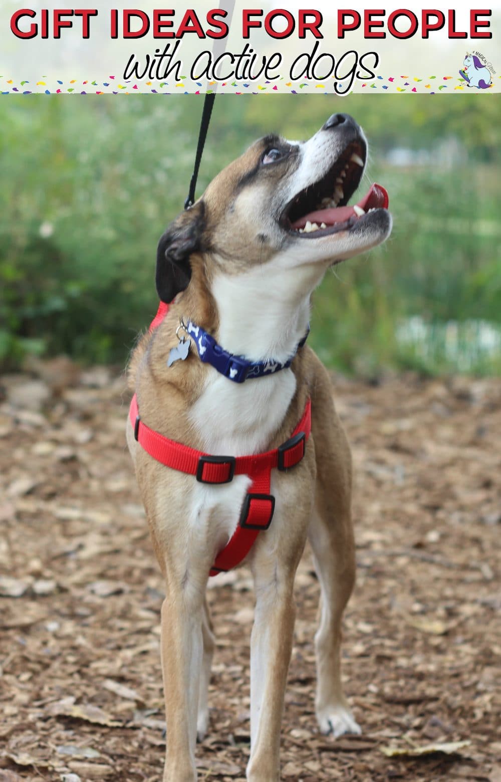 Our Franklin Beagle Mix on a Leash.