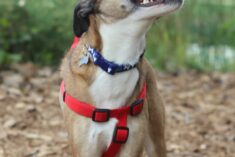 Gift Ideas for People with Active Dogs