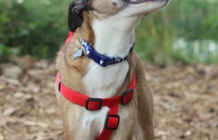 Gift Ideas for People with Active Dogs