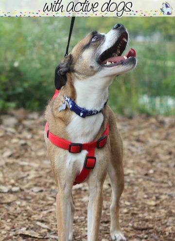 Gift Ideas for People with Active Dogs