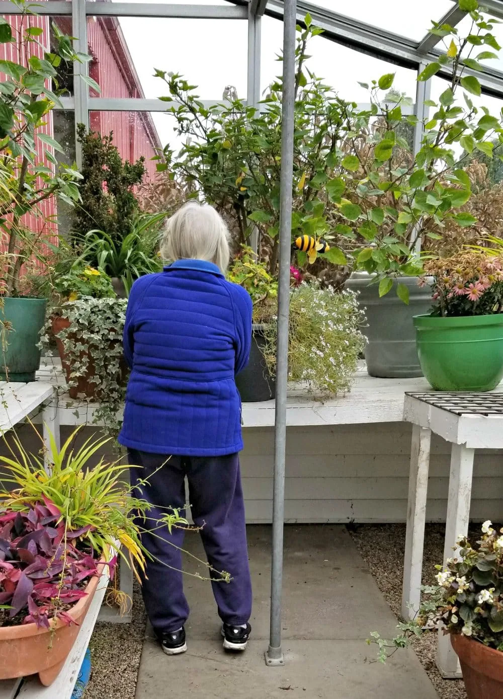 Gram in her greenhouse. 