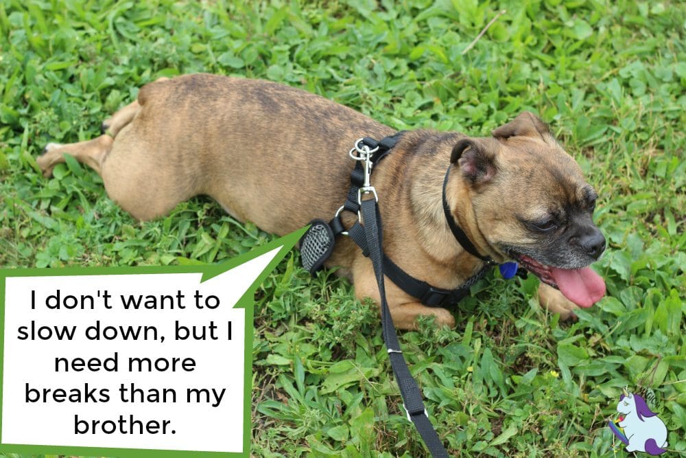 Our pug dog mix resting during a walk.