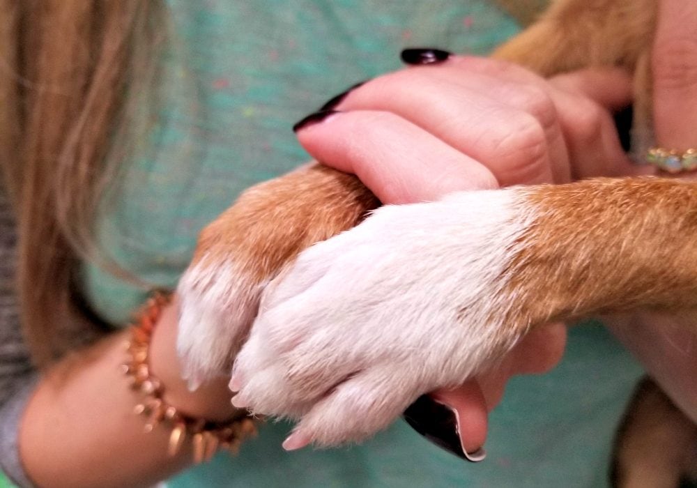 Holding a shelter puppy's paws.