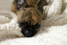 I Finally Found the Best Heated Blanket Ever