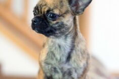 Reasons to Always Get the Kennel Cough Vaccine