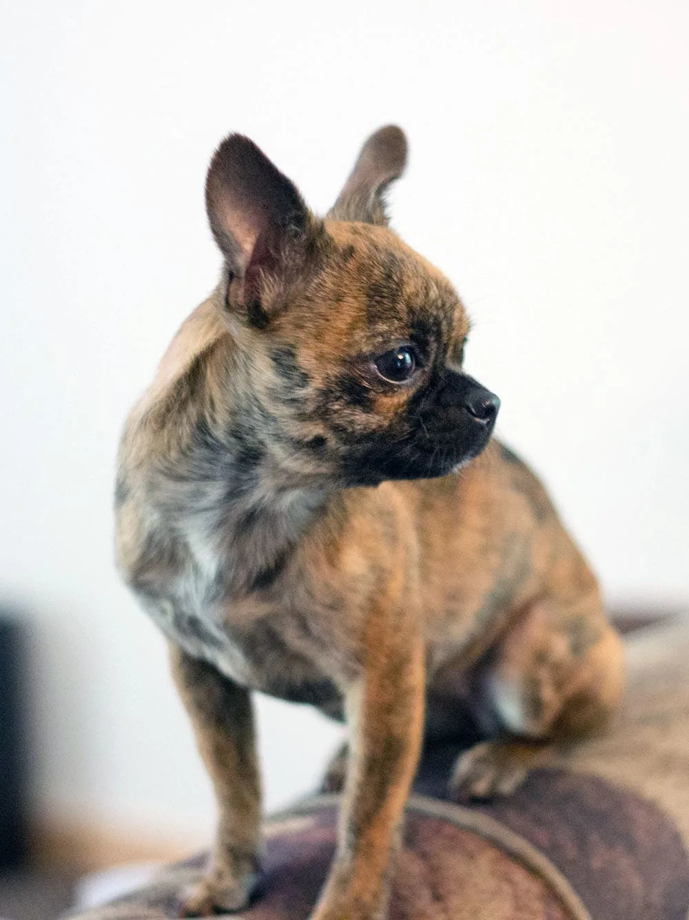 Little dog sitting on the back of a couch. 