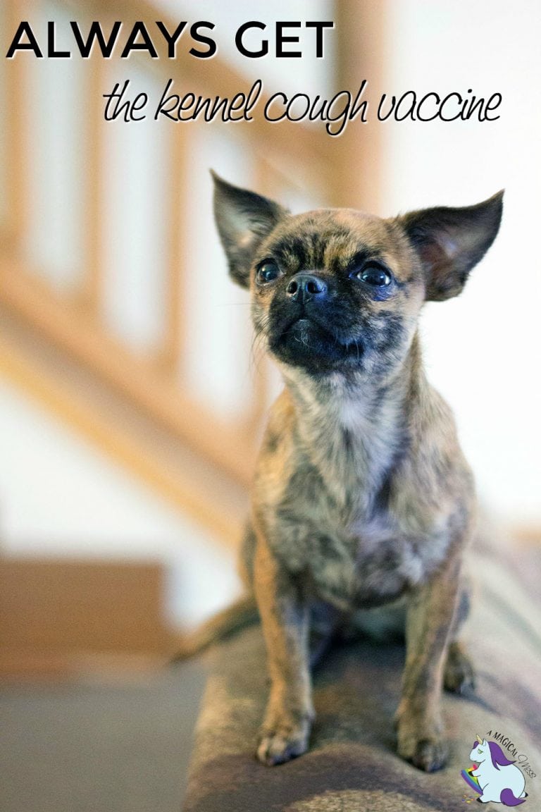 reasons-to-always-get-the-kennel-cough-vaccine-a-magical-mess