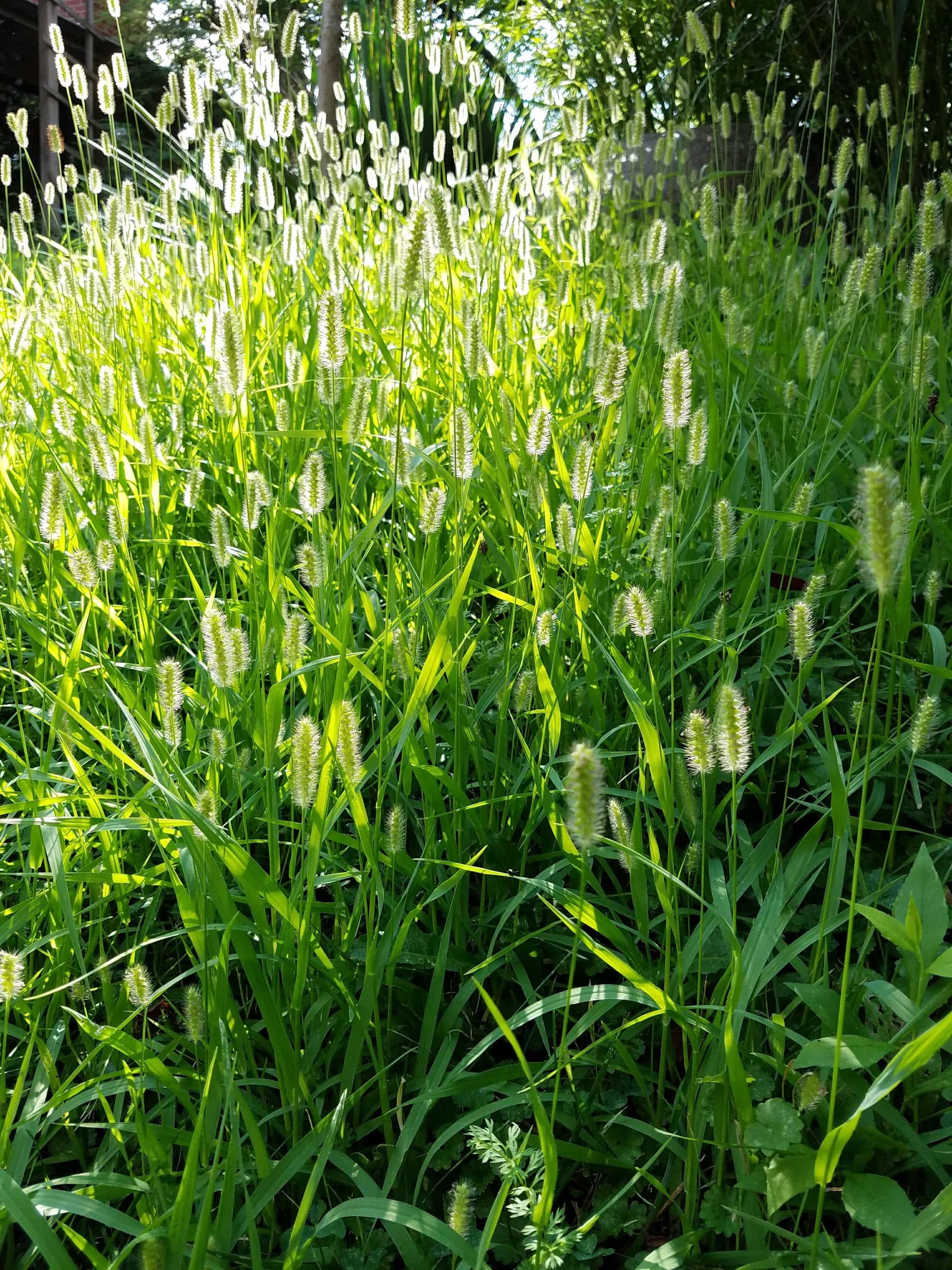 Small Things to do to Live a Greener Lifestyle