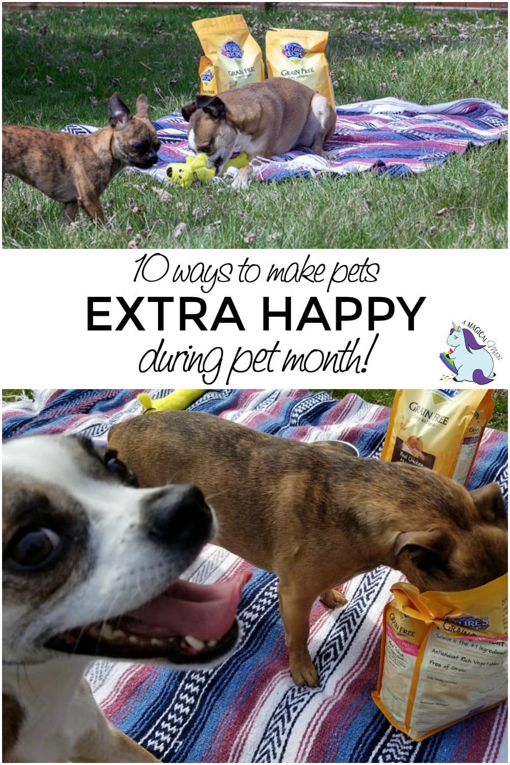 10 Ways to Make Dogs Happy During Pet Month