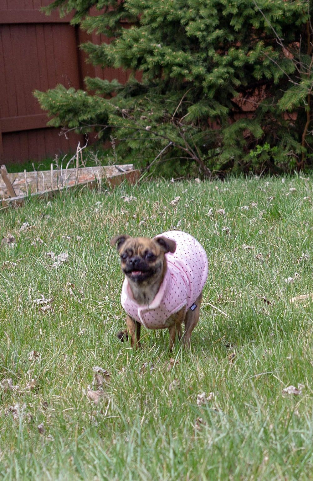 LIttle Bea in her coat cause I guess I dress my dogs now.