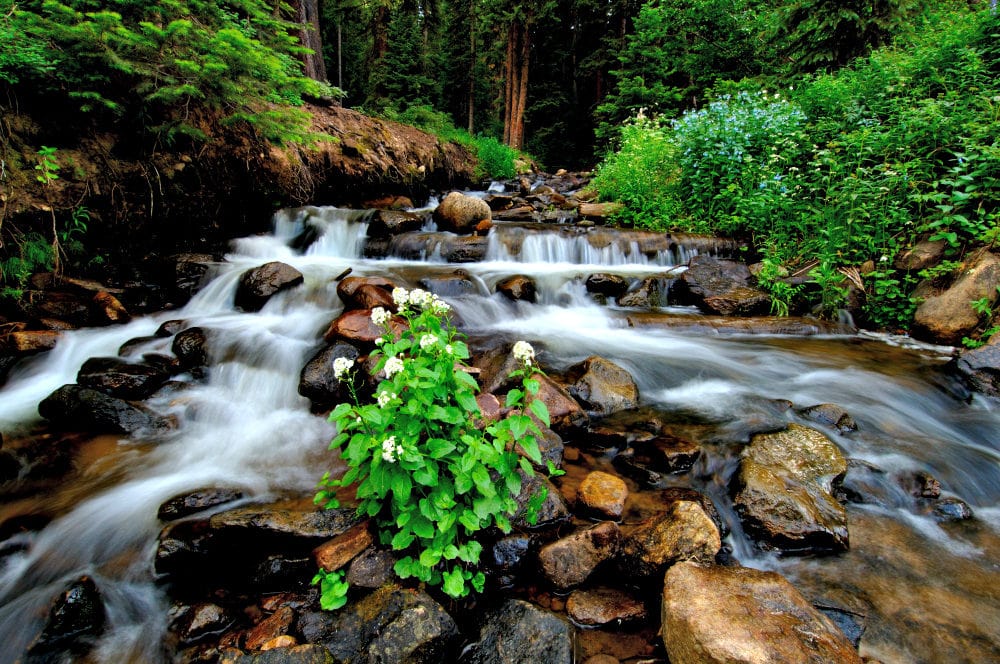 Waterfall with green plants.