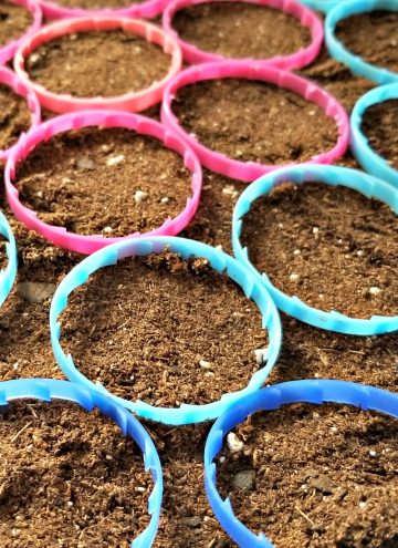 Upcycling Ideas – Garbage in the Garden - milk jug rings as seed markers