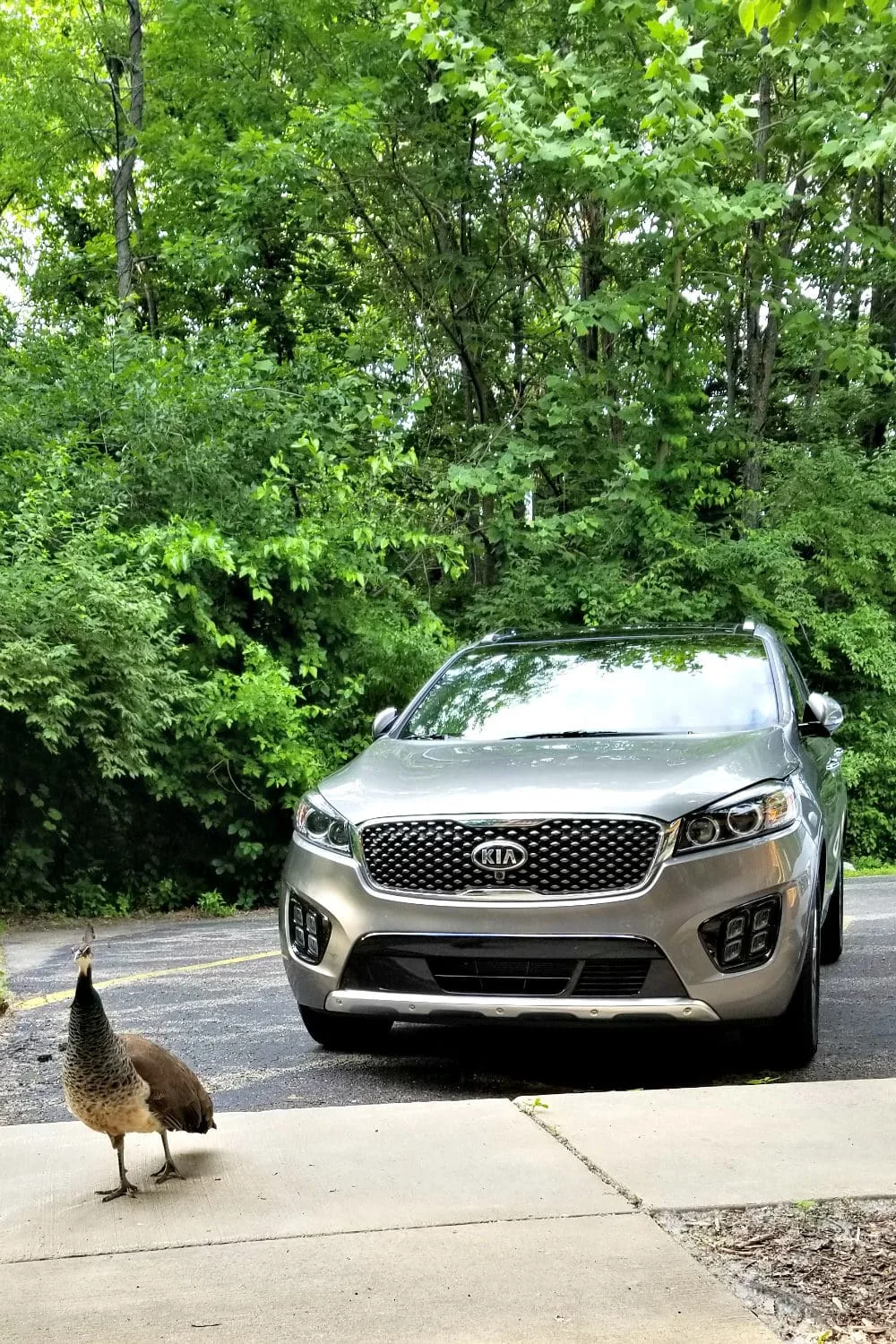 A 2018 Kia Sorento parked within trees next to a peacock. 