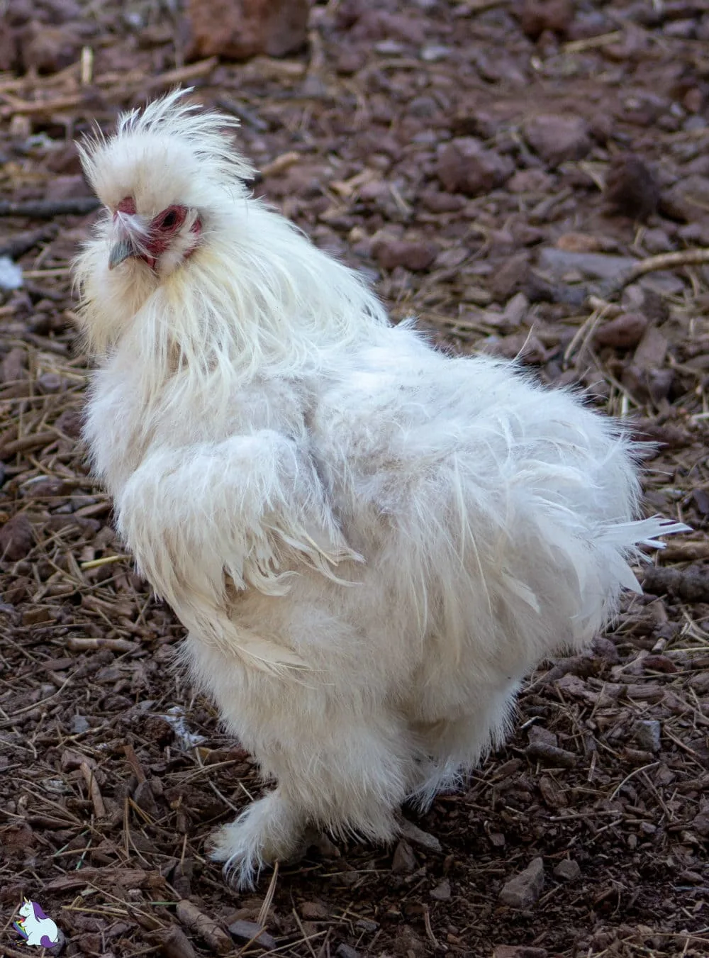 Elvis, the chicken, at Bearizona.