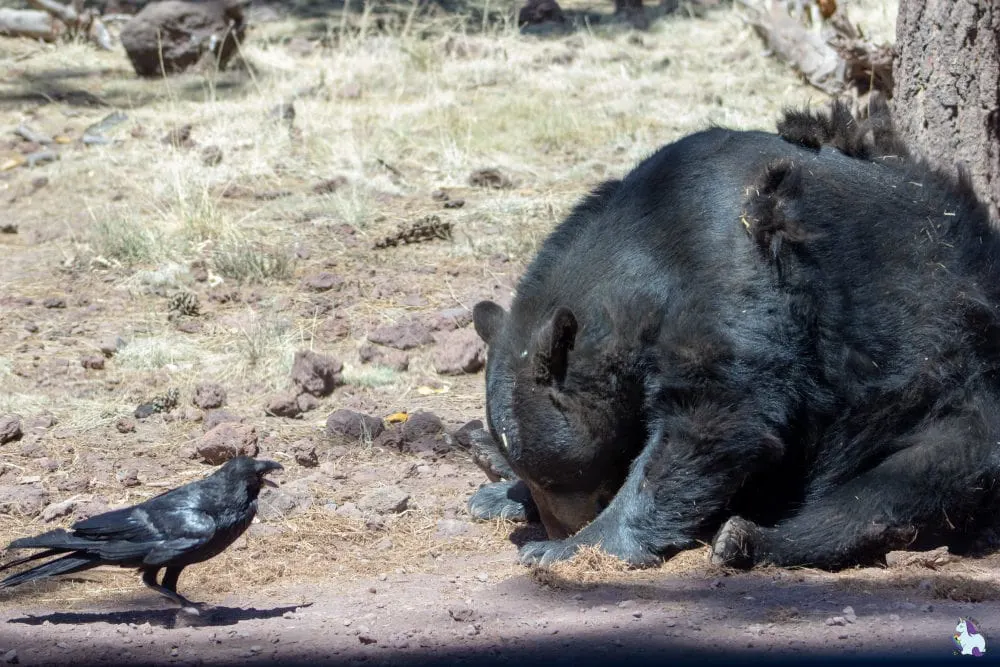 Bear shaming. This raven told this bear to share his food and the result was hilarious. Bearizona is full of funny animal antics!