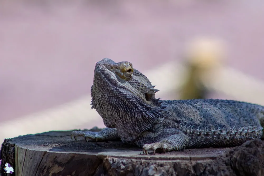 Judgemental bearded dragon at Bearizona.