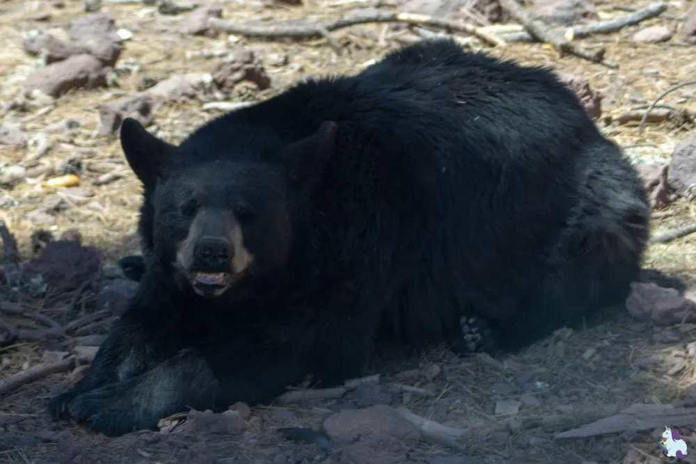 Black bear smiles - Bearizona.