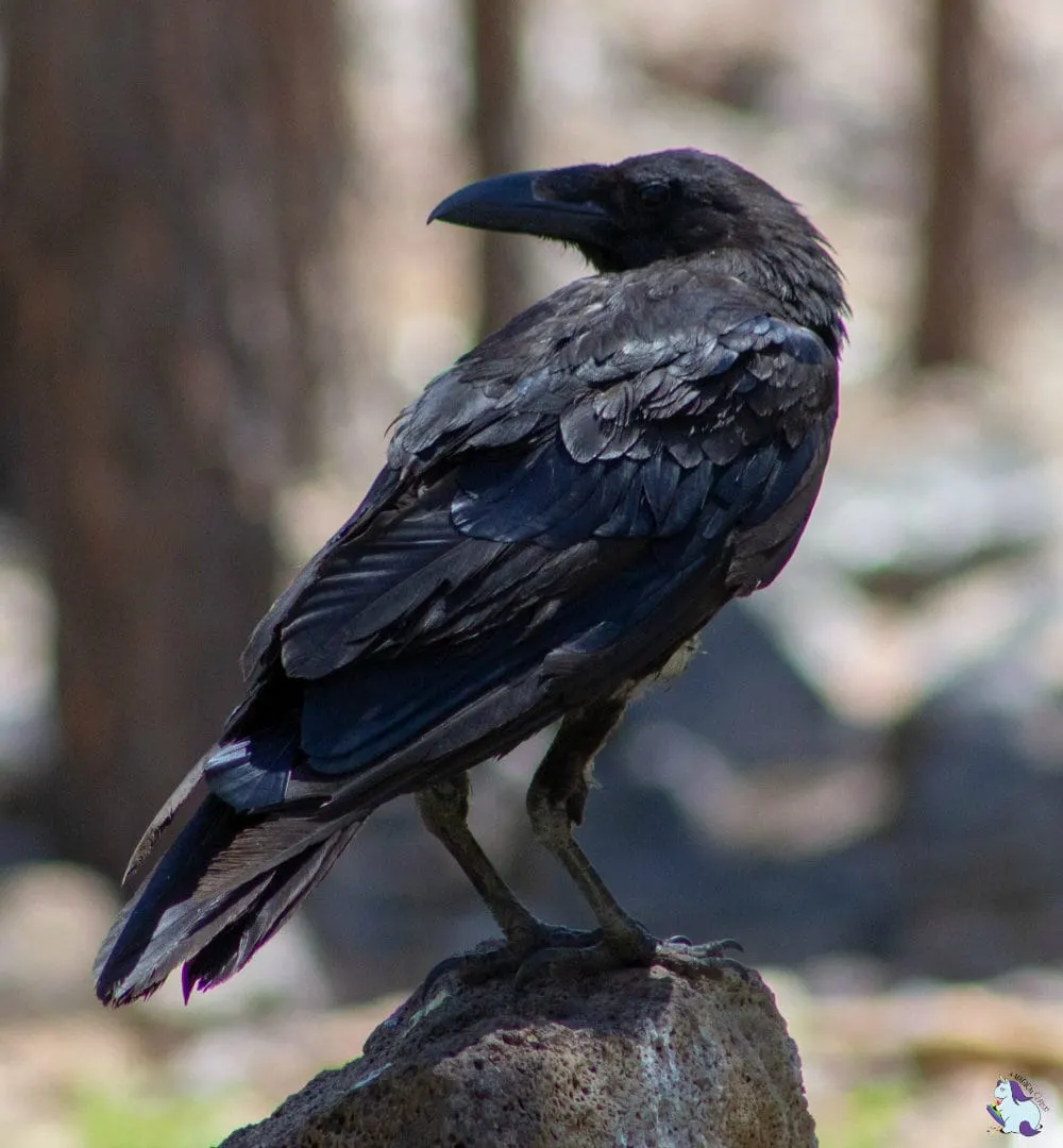 So obsessed with ravens. They're so interesting.