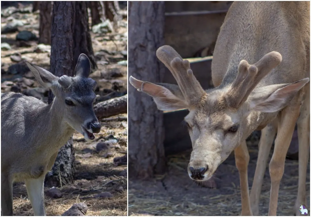 Funny deer at Bearizona. 